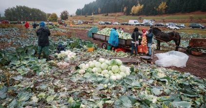 XV. Káposztavágás és -vásár Szépvízen